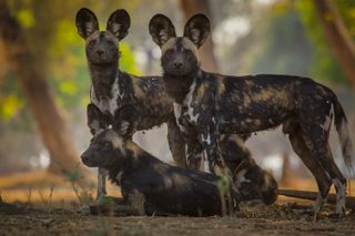 painted wolves