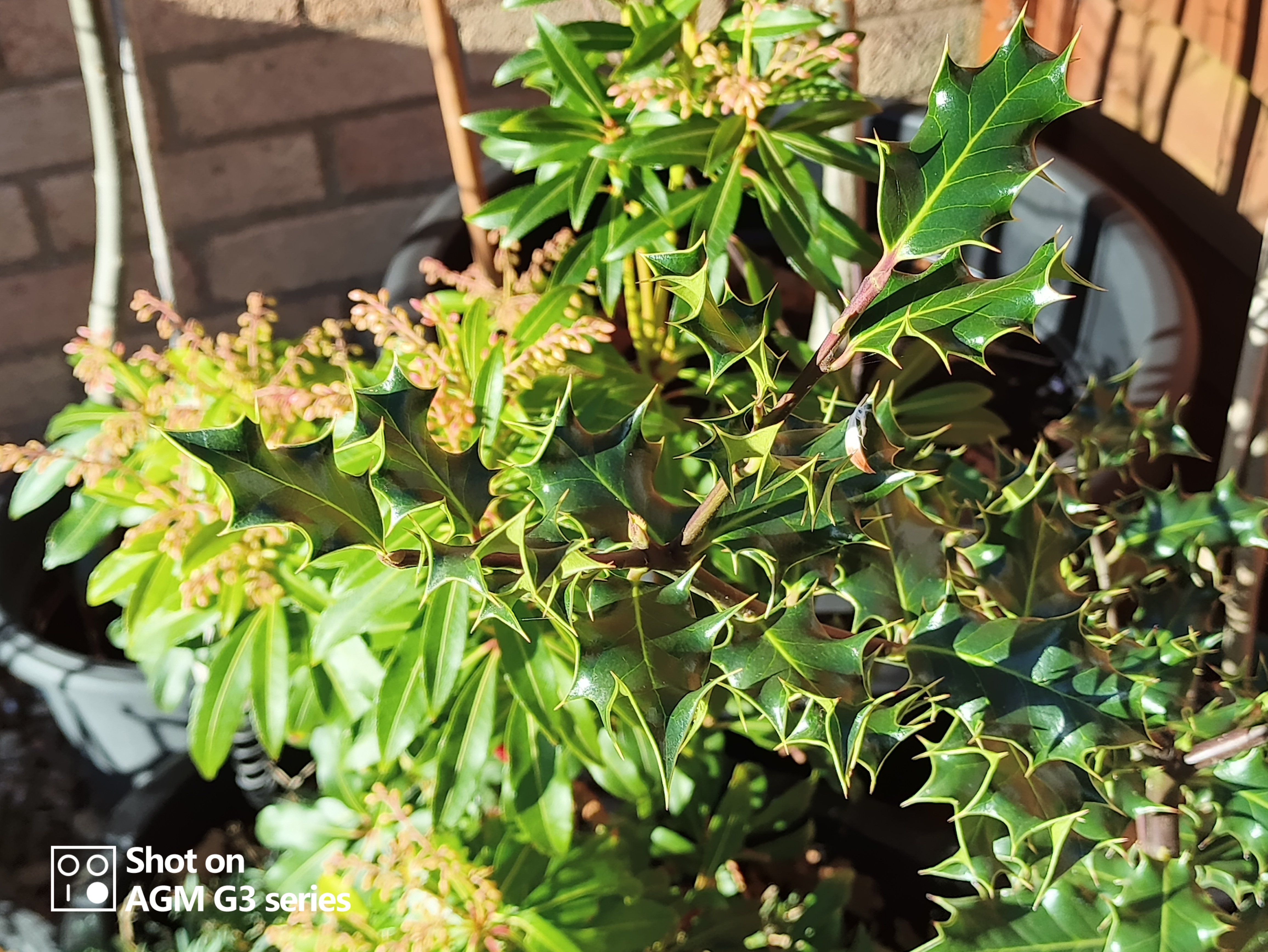 AGM G3 Pro photo and thermal examples