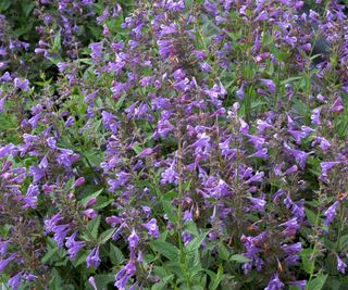 Nepeta 'Blue Dragon' plant