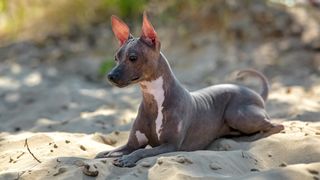 American Hairless Terrier lying on the sand - one of several hairless dog breeds
