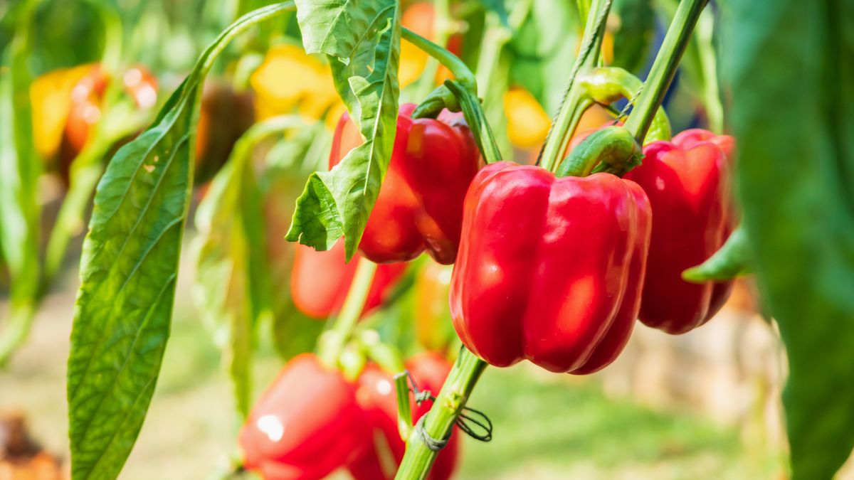 What Pepper Plants Need in July – 5 Easy Yet Essential Tasks to Do Before the Month Ends for a Sweet & Spicy Harvest