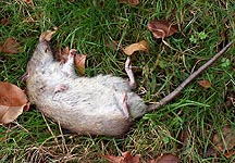 dead-rat.jpg