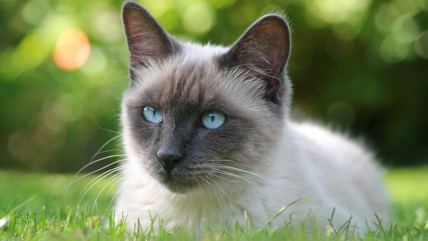 Siamese cat close up