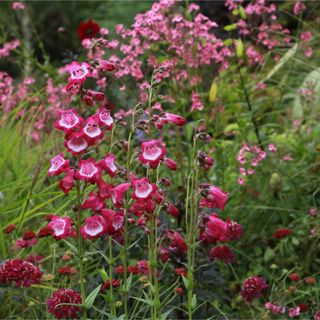 Pink Penstemon flowers surrounded by greenery