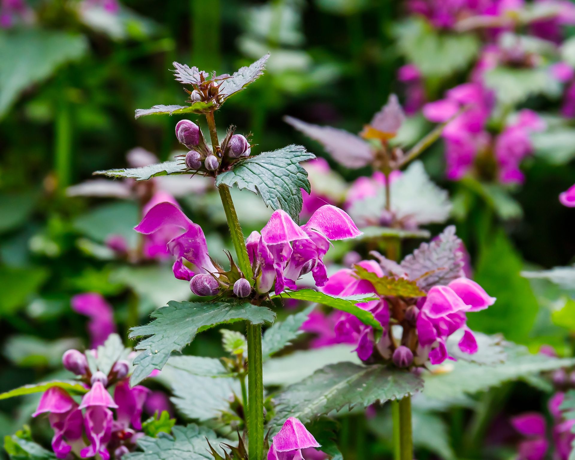 Deadnettle plant with purple flowers