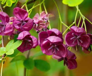 deep maroon flowers of chocolate vine, also known as Akebia quinata