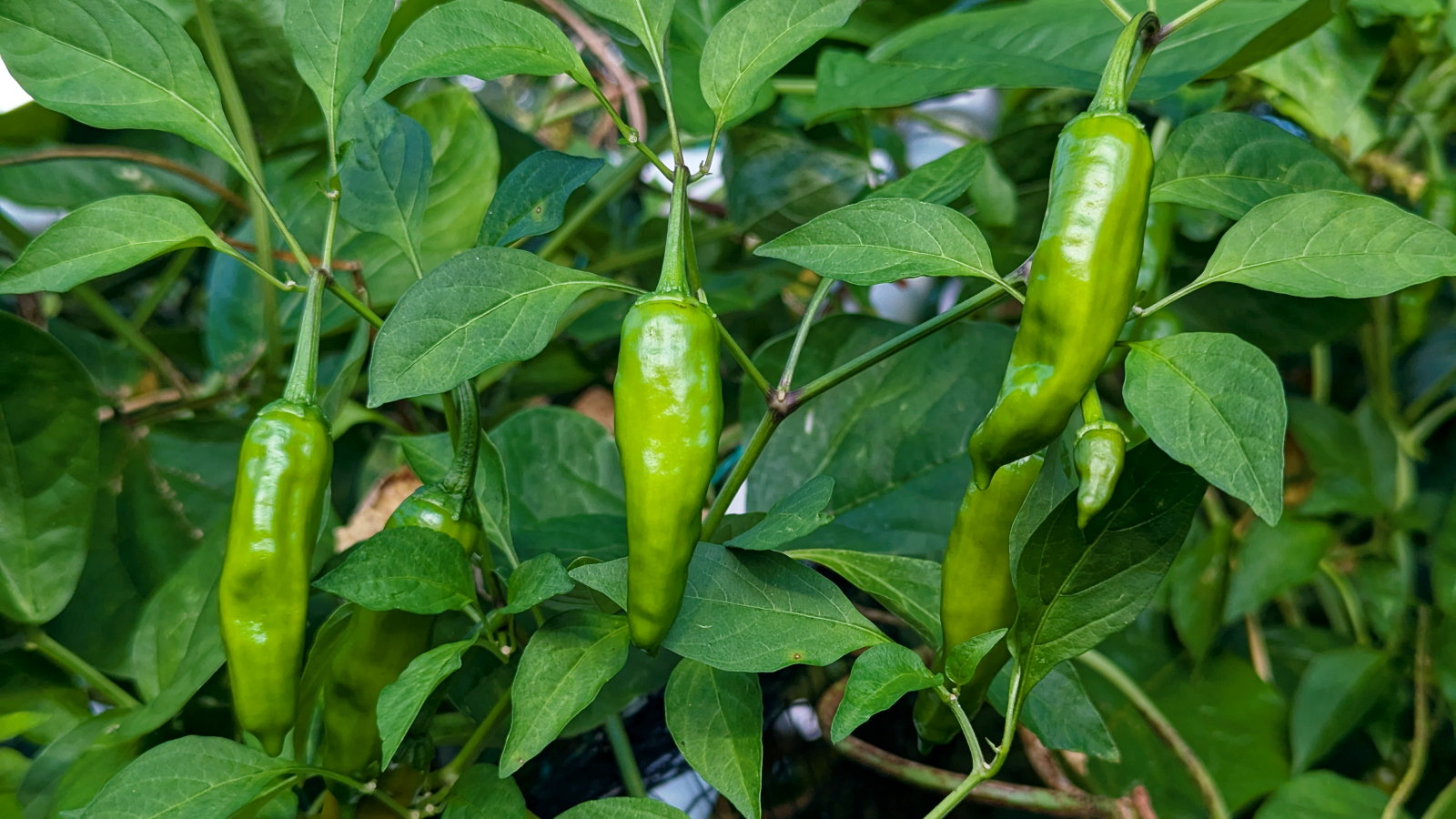 Three shishito peppers ripening on a plant
