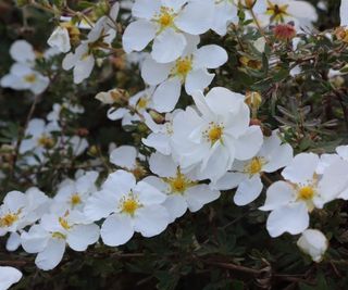 White flowers blooming on a potentilla shrub