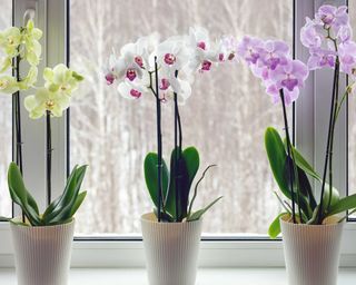 Three potted moth orchids on windowsill