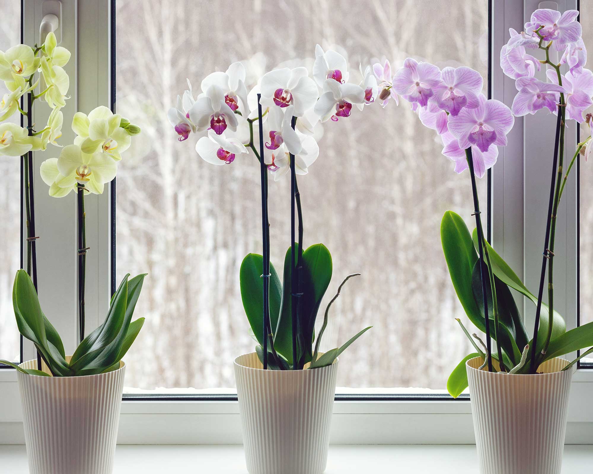 How To Propagate Orchids: Get More Of These Houseplants | Gardeningetc