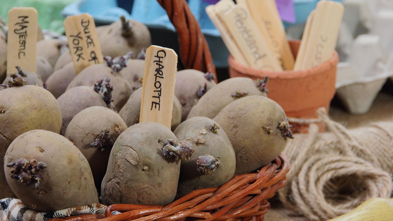 chitted potatoes in a wicker basket ready to be planted out in the garden