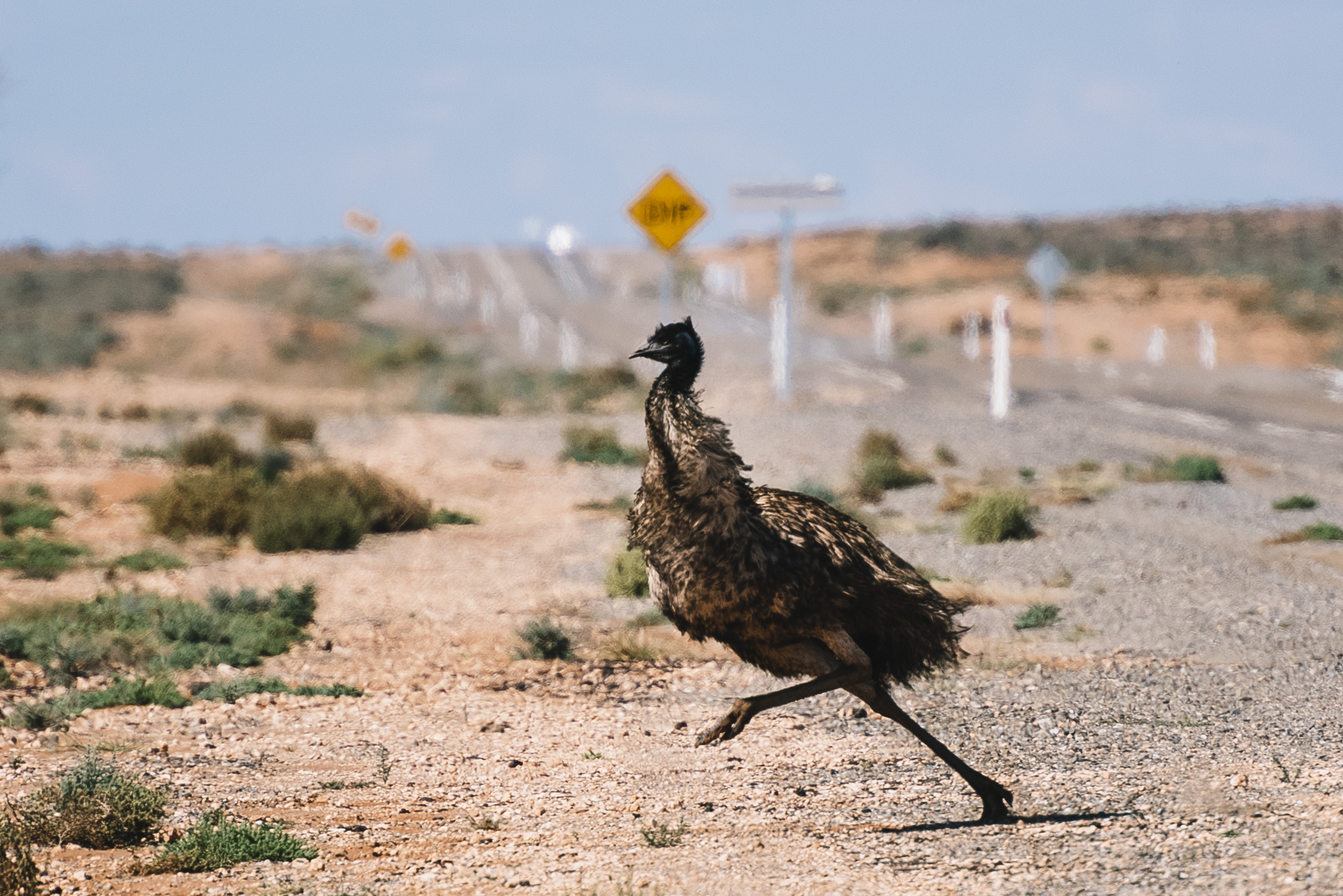 An emu bird runs at speed away from a rural road, in outback Australia.