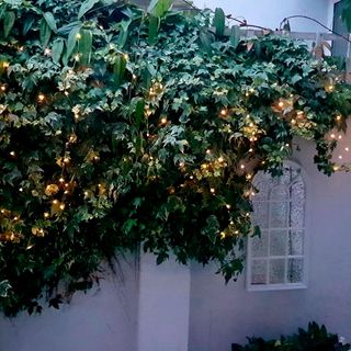 white building and green tree with fairy lights