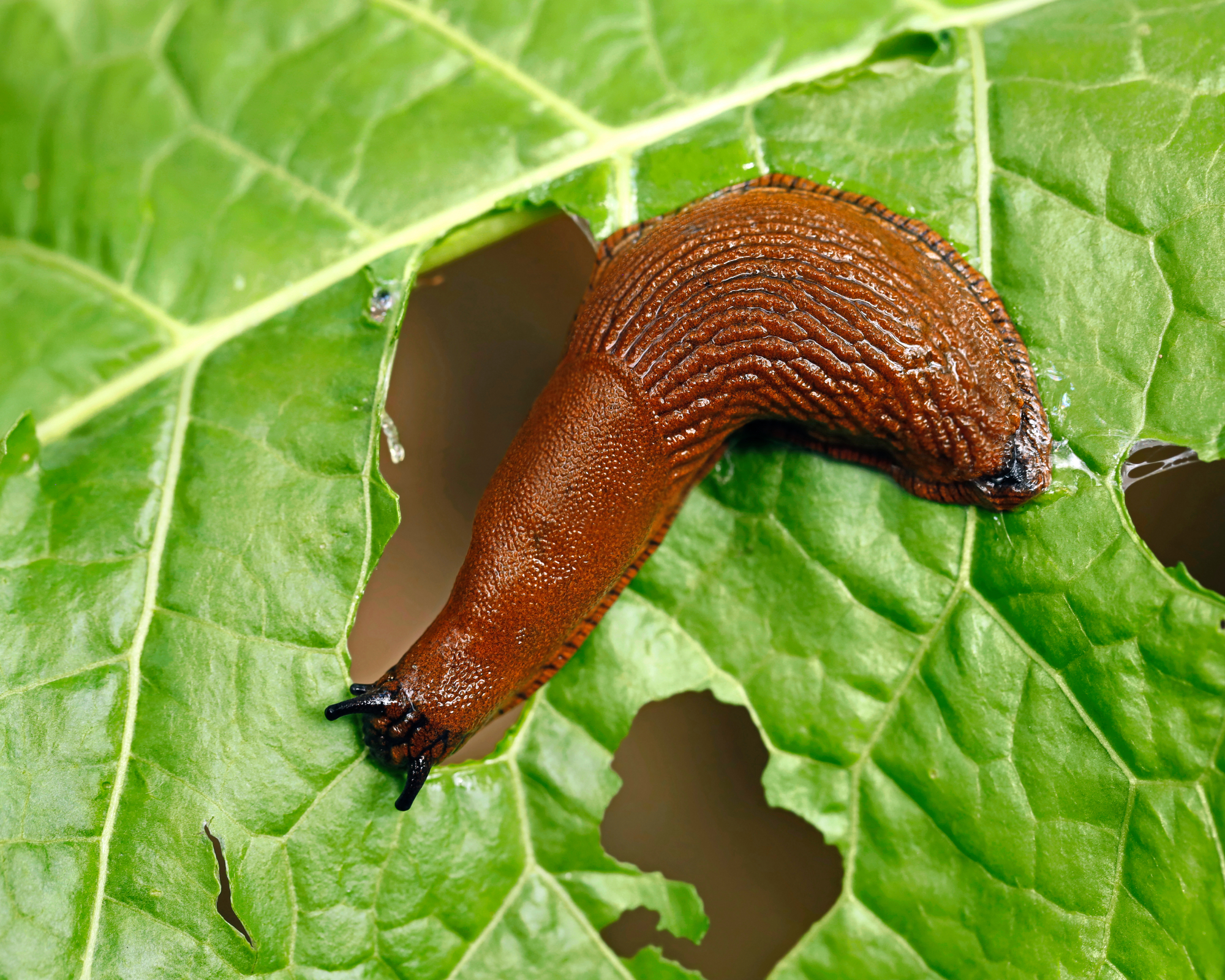 slug, arion vulgaris eating a lettuce leaf in the garden, snails damage leaves in the vegetable patch, pest on home-grown vegetables.