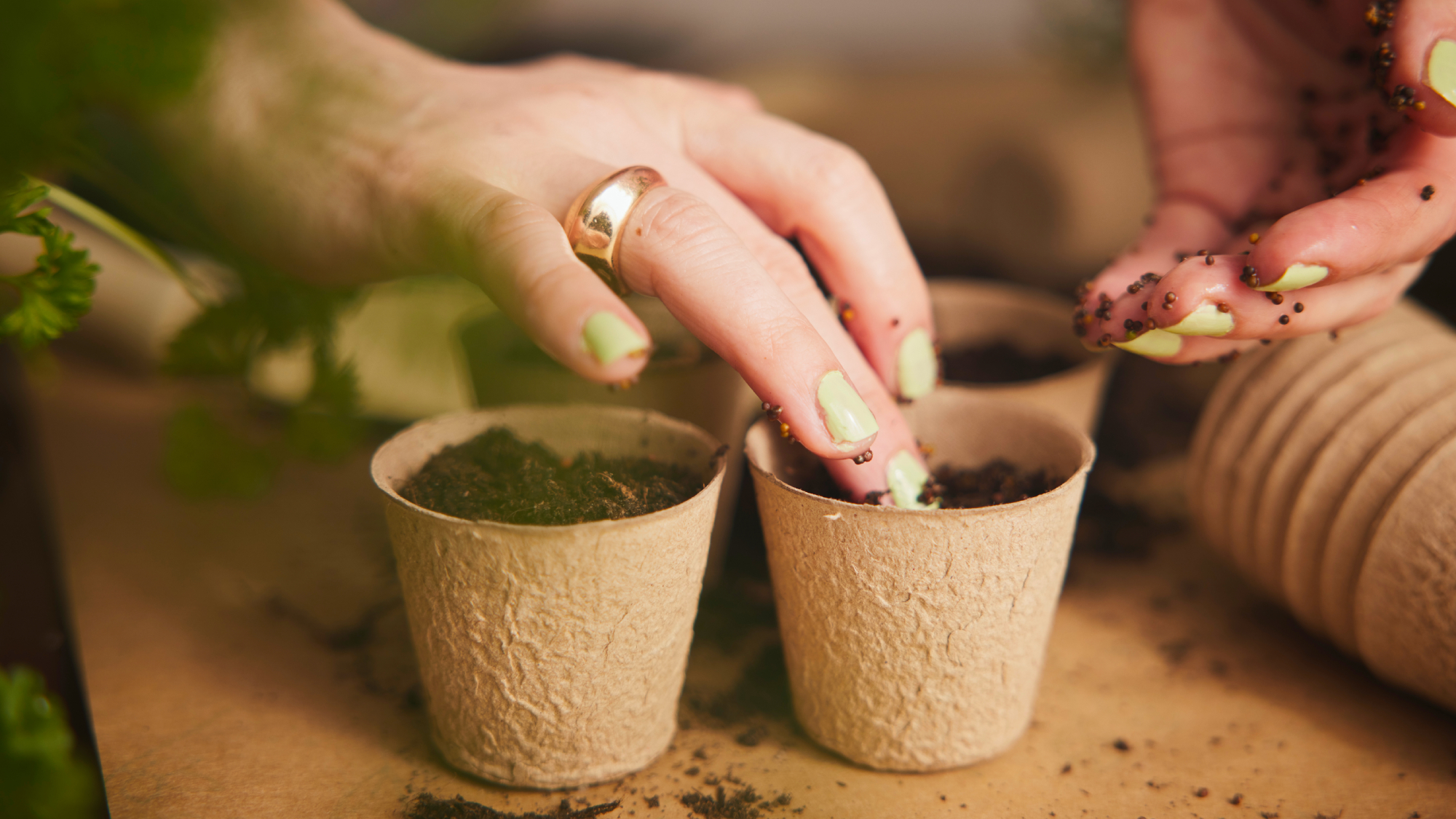woman's hands planting seeds