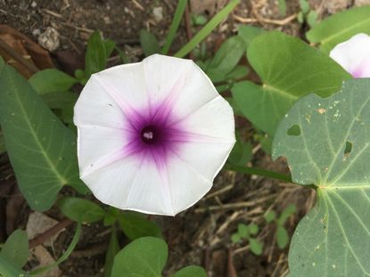 Purple-White Water Spinach Plant