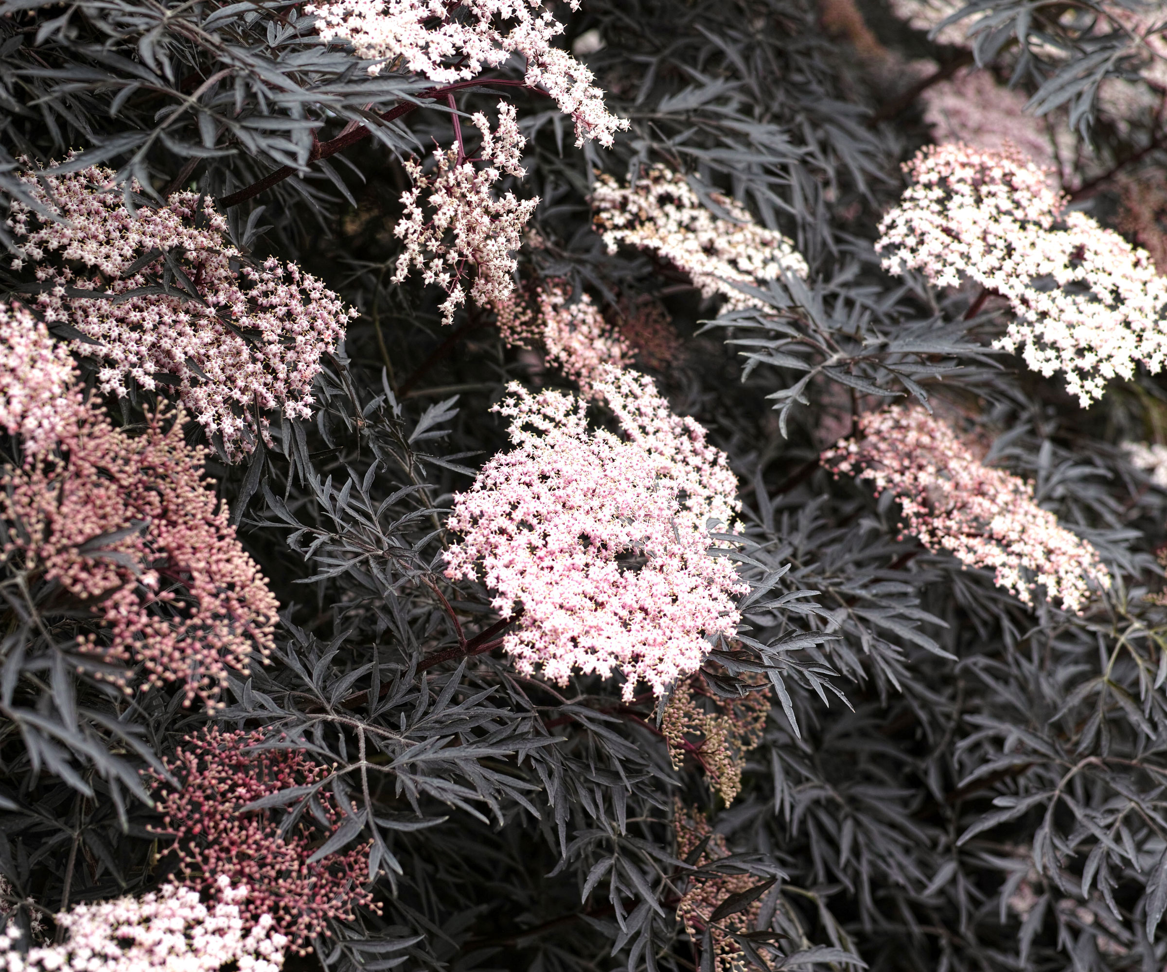 Black Lace sambucus elderflower with pink white flowers and black foliage