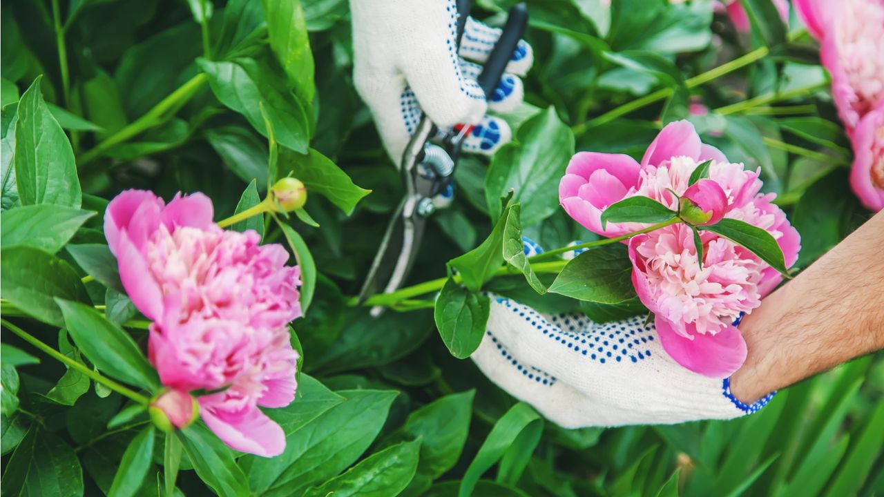 When to cut back peonies