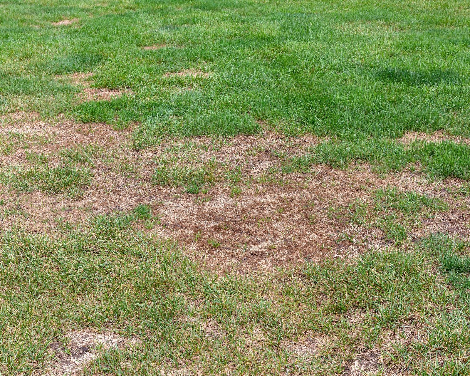 How to get rid of lawn grubs naturally: protect your turf | Gardeningetc