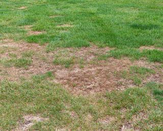 lawn with damage from grubs