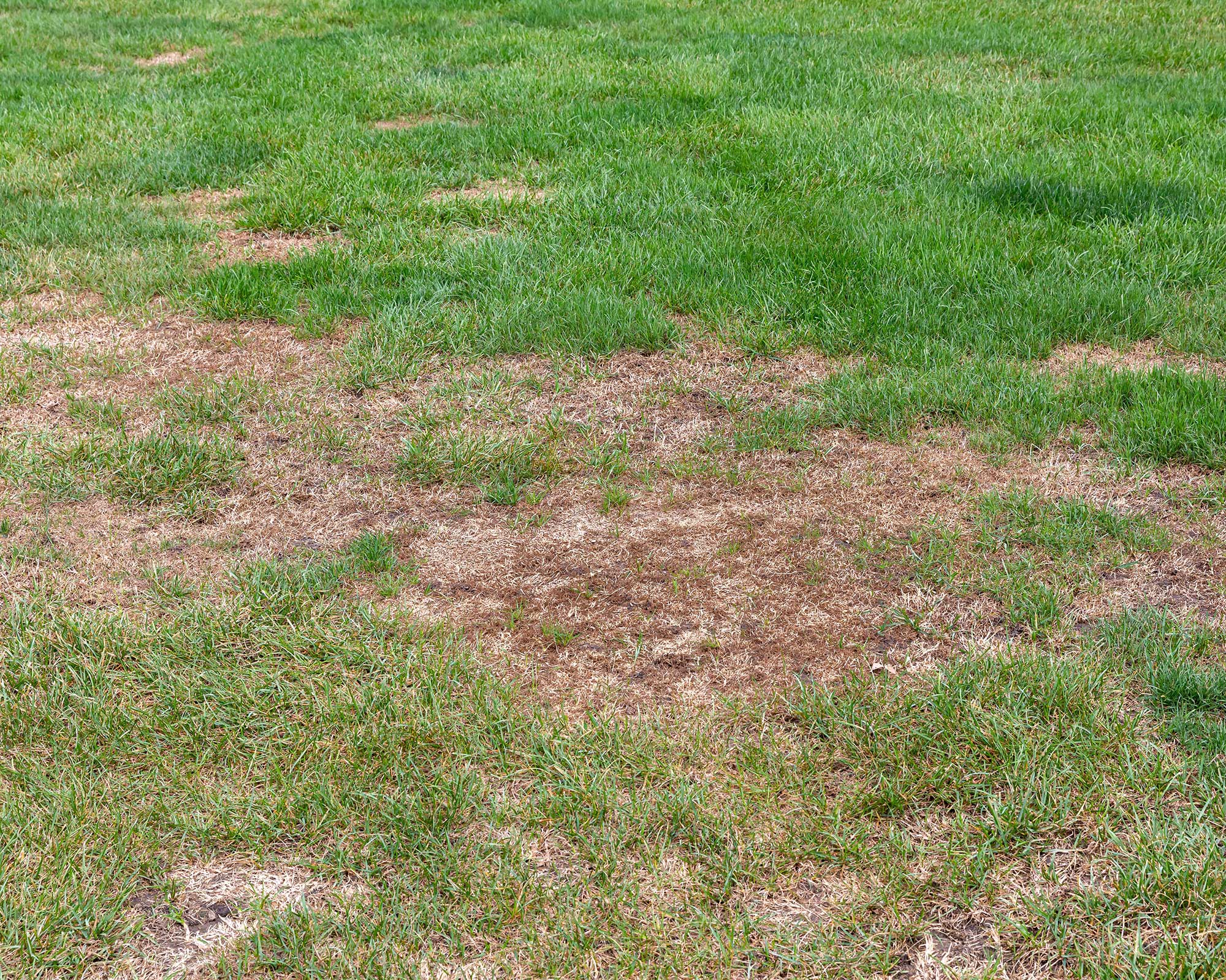 How to get rid of lawn grubs naturally: protect your turf | Gardeningetc