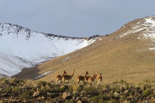 Ancient hunter-gatherers hunted Vicuña (shown here) and other big game in the Andes Mountains.