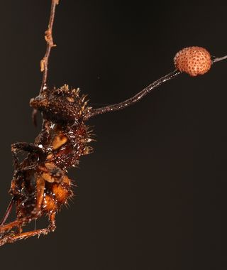 Ophiocordyceps ponerinarum infecting the bullet ant Paraponera clavata, in the Brazilian Amazon.