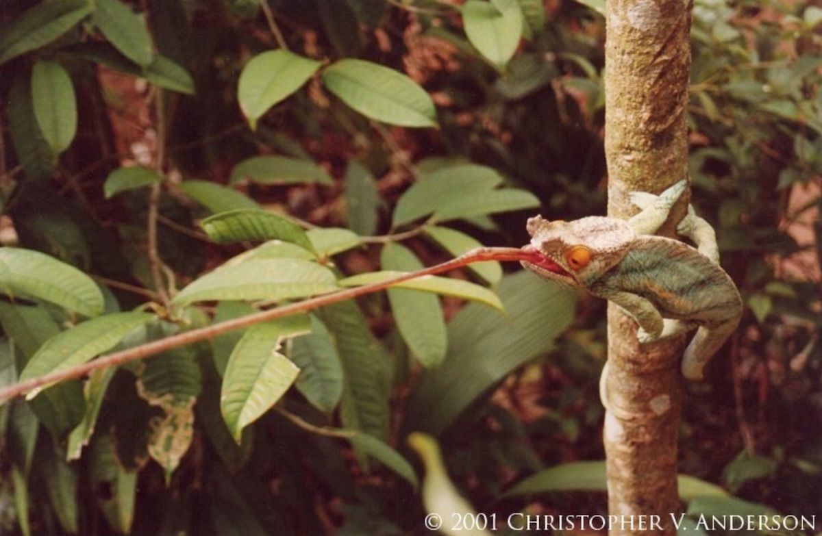 A male Parson&#039;s chameleon (&lt;em&gt;Calumma parsonii parsonii&lt;/em&gt;) projects its tongue.