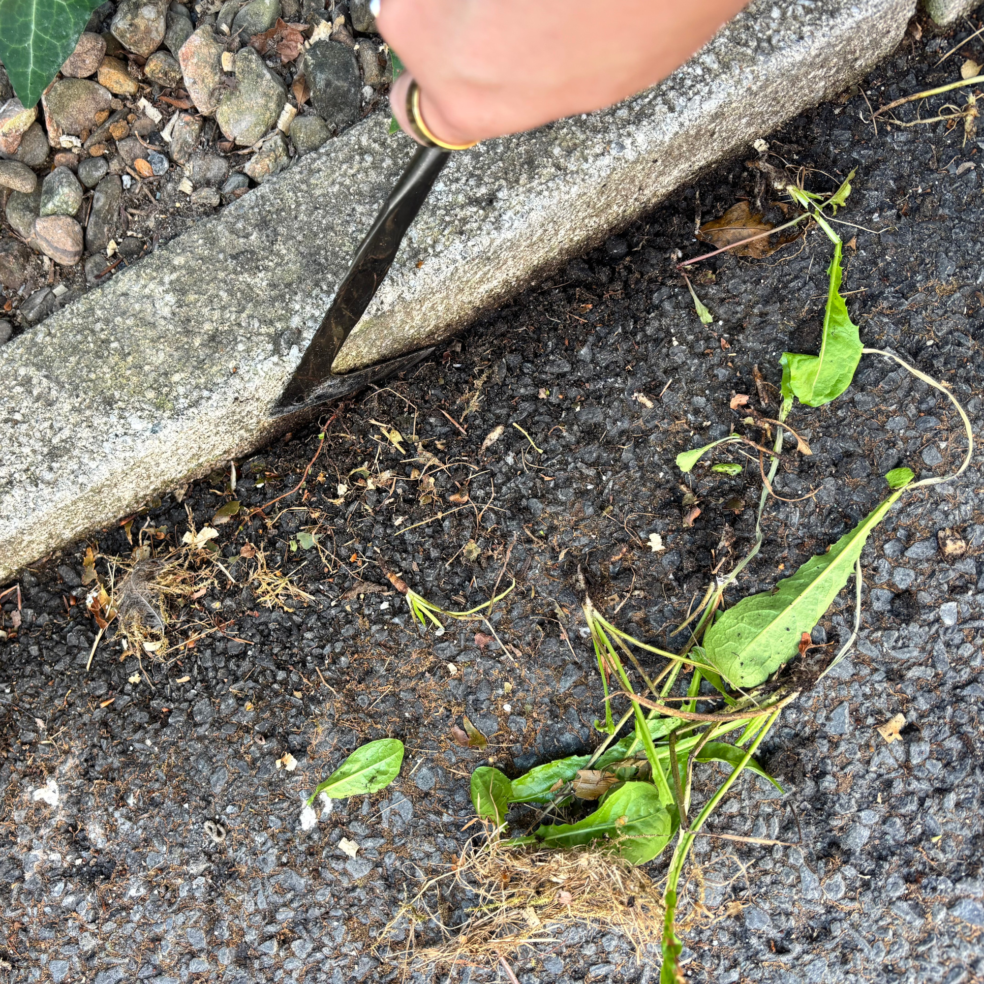workpro weed removal tool in a crack at driveway
