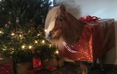 Ernie-under-tree.jpg