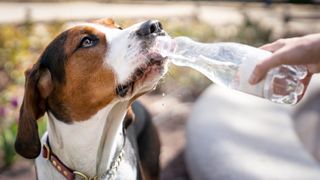 Dog drinking water from bottle