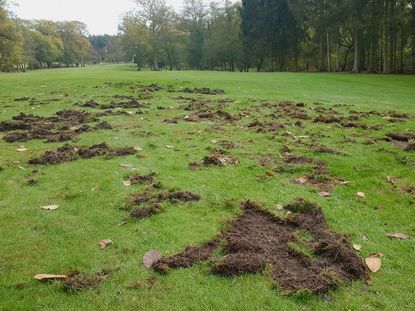 Leatherjackets causing poor course conditions on the golf course