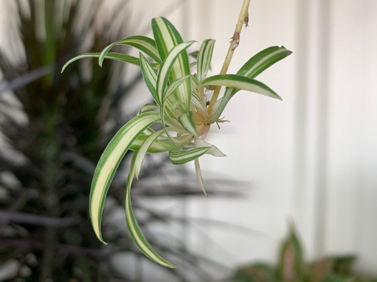 Spider plant spiderette