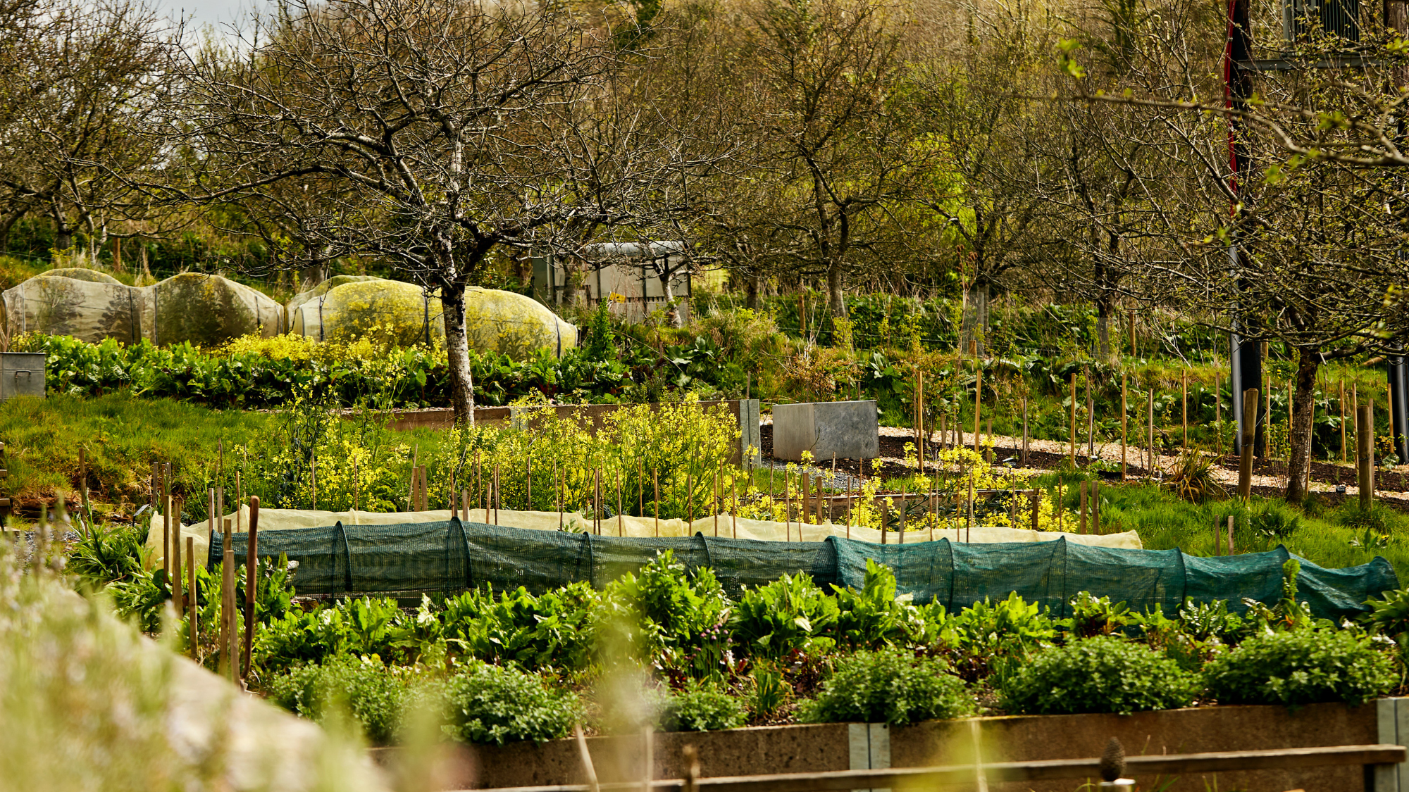 The kitchen garden at Fowlescombe Farm