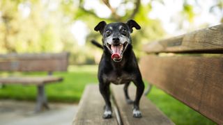 Hyper dog standing on a bench outside