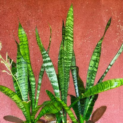 Snake plants against a red background