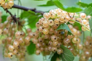 White currants (Ribes rubrum) growing on a vine