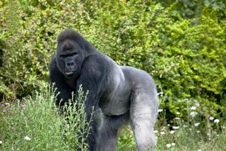 A silverback Western Lowland Gorilla in a forest clearing.