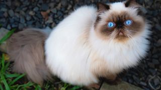 close up of a Himalayan cat with striking blue eyes