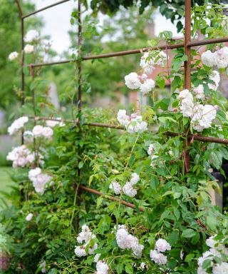 climbing roses growing over a metal garden arch