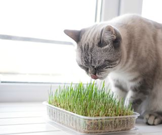 Grey cat sniffing a tub of cat grass and licking its nose