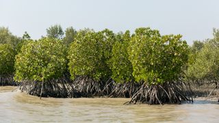 A photo of mangroves taken a water level