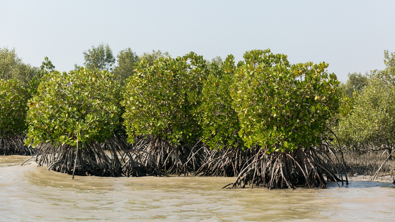 O fotografie cu mangrove făcută la nivelul apei