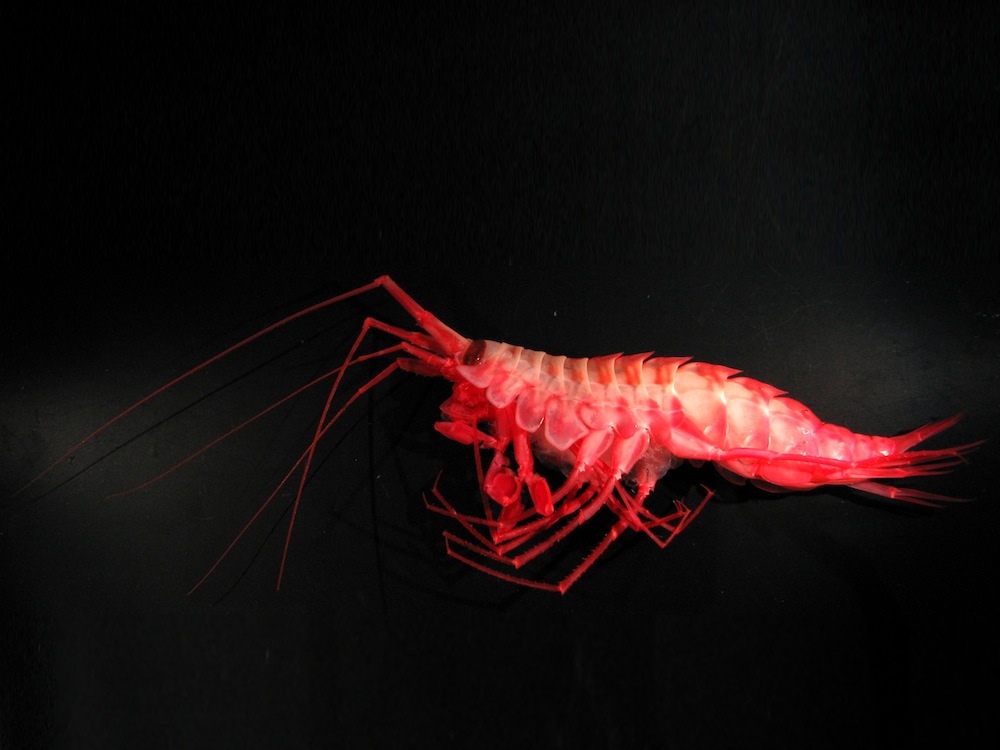 Antarctic giant amphipod