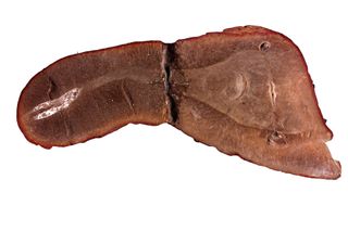This specimen shows a clear view of the Tully monster's eyes (right), proboscis (middle) and mouth (left).