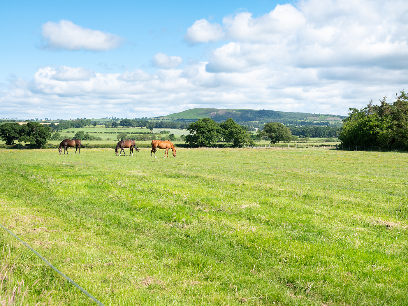 Grazing