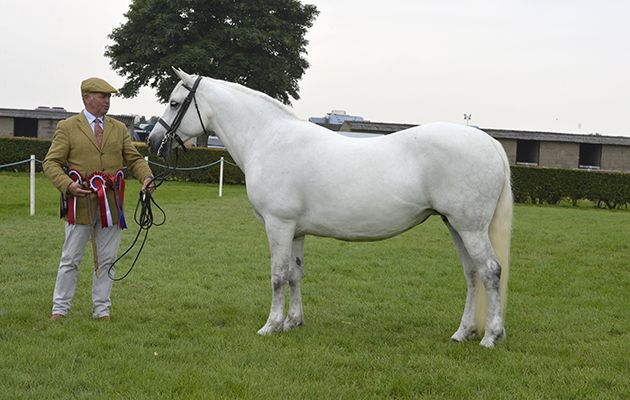 Lincs. Show 23.06.16 M &amp;amp; M In Hand Supreme Champion No.983