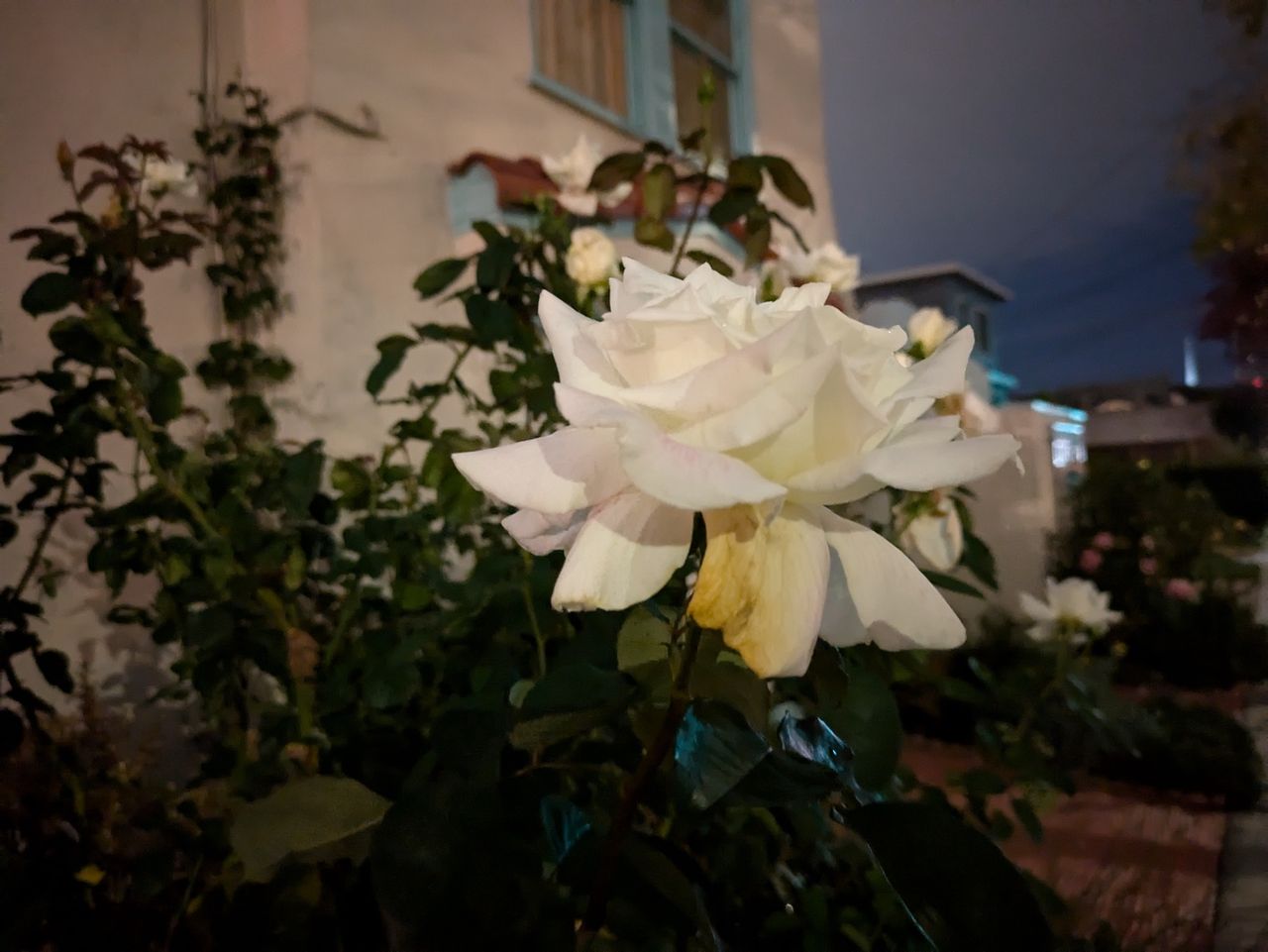 a rose shot at night by the Pixel 8a