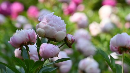 Pink peonies