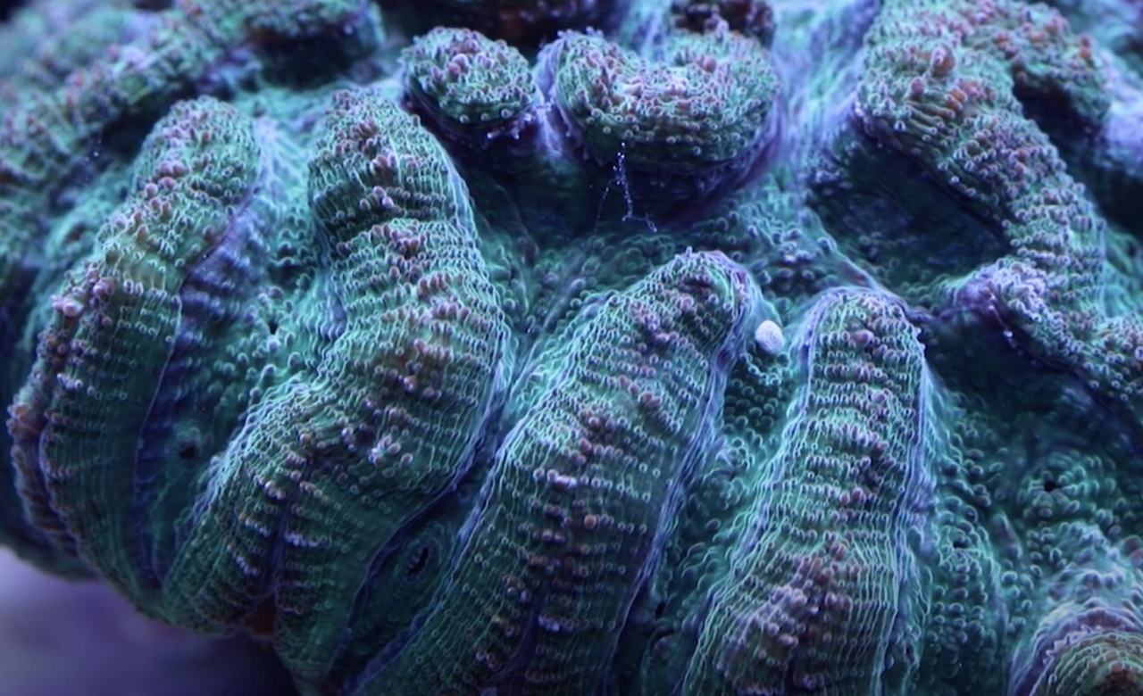 Ridged cactus coral spawning.